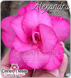 Rosa do Deserto Enxerto Swazicum - Alexandra