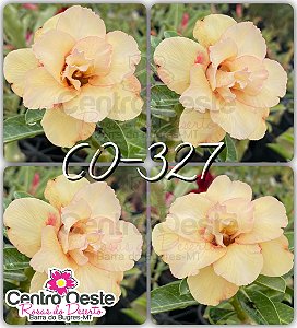 Rosa do Deserto Enxerto - CO-327 (Pequena)