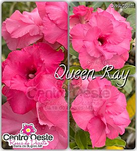 Rosa do Deserto Enxerto Swazicum - Queen Ray (PEQUENA)