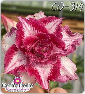 Rosa do Deserto Enxerto - CO-314