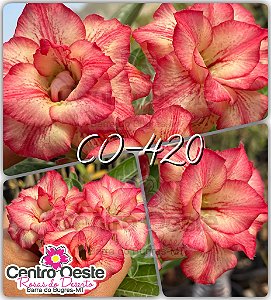 Rosa do Deserto Enxerto - CO-420 (Pequena)