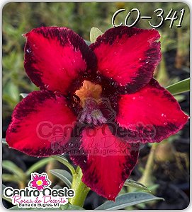 Rosa do Deserto Enxerto - CO-341