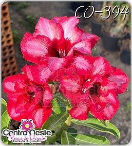 Rosa do Deserto Enxerto - CO-394