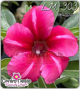 Rosa do Deserto Enxerto - LM-303 Swazicum