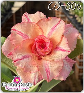 Rosa do Deserto Enxerto - CO-806