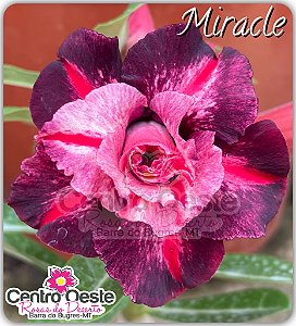 Rosa do Deserto Enxerto - Miracle