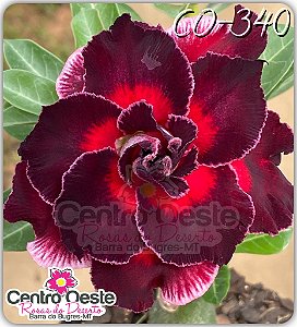 Rosa do Deserto Enxerto - CO-340