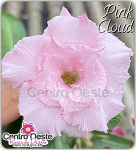 Rosa do Deserto Enxerto - Pink Cloud (Pequena)