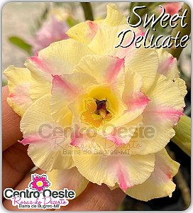 Rosa do Deserto Enxerto - Sweet Delicate