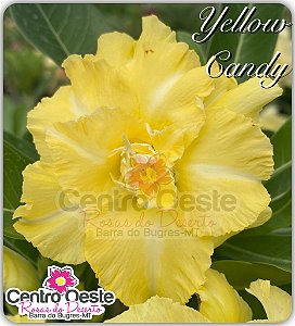 Rosa do Deserto Enxerto - Yellow Candy