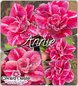 Rosa do Deserto Enxerto - Annie