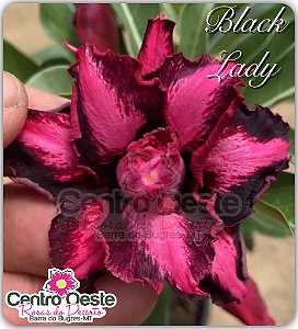 Rosa do Deserto Enxerto - Black Lady