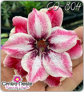 Rosa do Deserto Enxerto - CO-804 (Pequena)