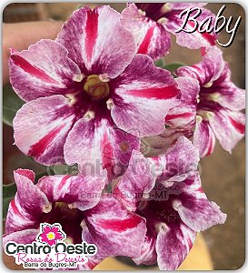 Rosa do Deserto Enxerto - Baby