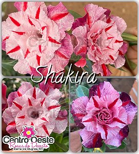 Rosa do Deserto Enxerto - Shakira (Pequena)