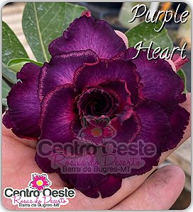 Rosa do Deserto Enxerto - Purple Heart