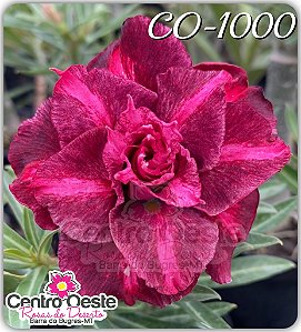 Rosa do Deserto Enxerto - CO-1000