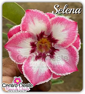 Rosa do Deserto Enxerto - Selena (Pequena)