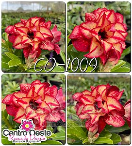Rosa do Deserto Enxerto - CO-1009