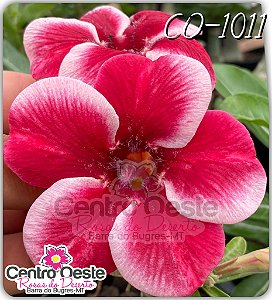 Rosa do Deserto Enxerto - CO-1011