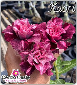 Rosa do Deserto Enxerto - Kaori