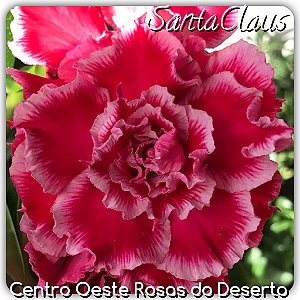 Rosa do Deserto Muda de Enxerto - SantaClaus - Flor Tripla