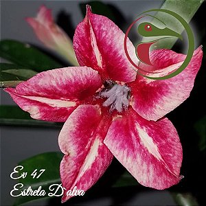 Rosa do Deserto Muda de Enxerto - EV-047 - Estrela D'Alva - Flor Simples