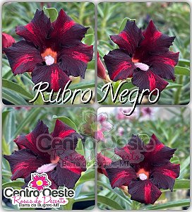 Rosa do Deserto Enxerto - Rubro Negro