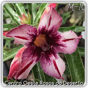 Rosa do Deserto Muda de Enxerto - M-10 - Flor Simples Rosa