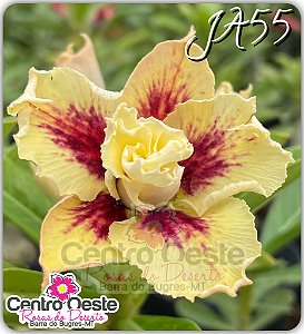 Rosa do Deserto Enxerto - JA55