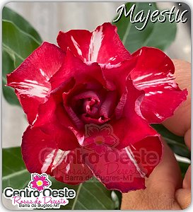 Rosa do Deserto Enxerto - Majestic