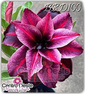 Rosa do Deserto Enxerto - BRD100
