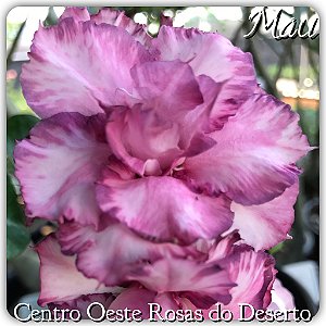 Rosa do Deserto Muda de Enxerto - MAU - Flor Tripla Roxa