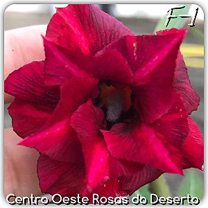Rosa do Deserto Muda de Enxerto - F1 - Flor Dobrada Vermelha