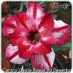 Rosa do Deserto Muda de Enxerto - TS-014 - Flor Dobrada