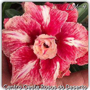 Rosa do Deserto Muda de Enxerto - LM-04 - Flor Tripla