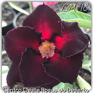 Rosa do Deserto Muda de Enxerto - LM-18 - Flor Dobrada Vermelho com tom escuro