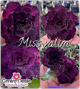 Rosa do Deserto Enxerto - Miss Valim (Pequena)