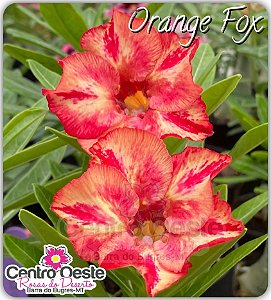 Rosa do Deserto Enxerto - Orange Fox (CO-1101) Pequena