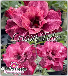 Rosa do Deserto Enxerto - Crison Tide