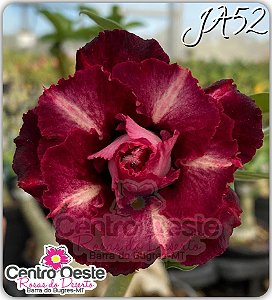 Rosa do Deserto Enxerto - JA52