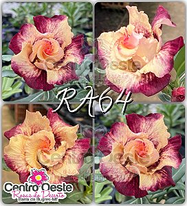 Rosa do Deserto Enxerto - RA64