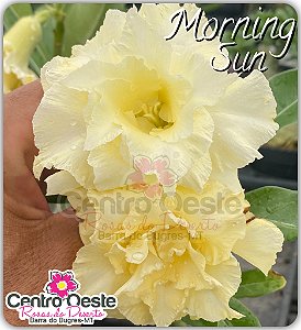 Rosa do Deserto Enxerto - Morning Sun