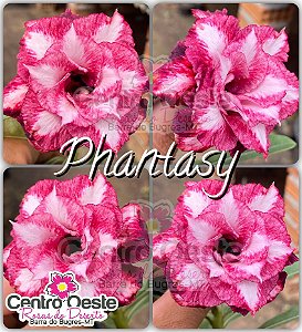 Rosa do Deserto Enxerto - Phantasy (Pequena)