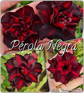 Rosa do Deserto Enxerto - Pérola Negra
