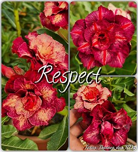 Rosa do Deserto Enxerto - Respect (Pequena)