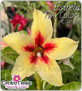 Rosa do Deserto Enxerto - Estrela Two Colors
