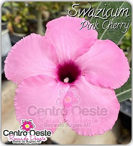 Rosa do Deserto Enxerto - Swazicum Pink Cherry (Pequena)