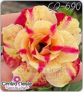Rosa do Deserto Enxerto - CO-690