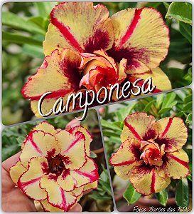 Rosa do Deserto Enxerto - CAMPONESA